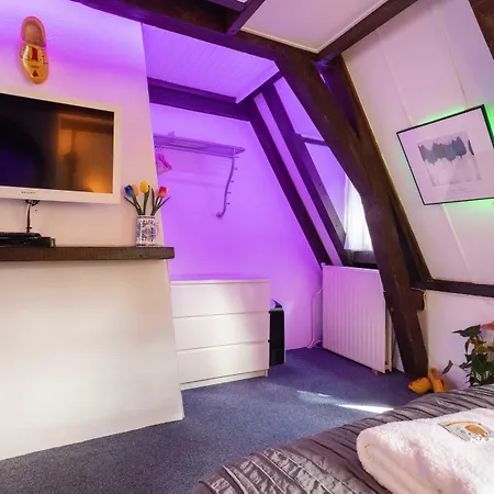 Tulip Of Amsterdam-3